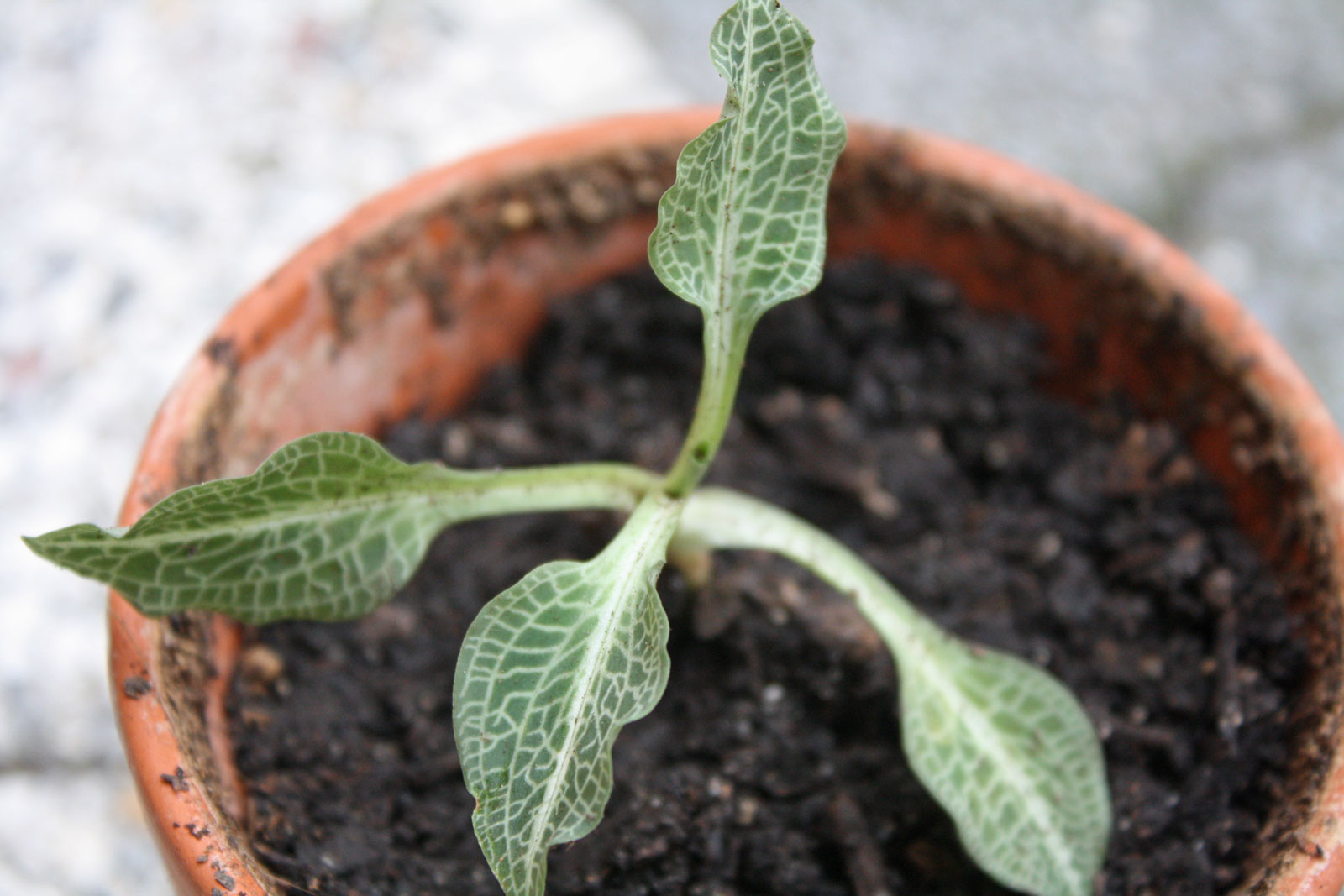 Goodyera pubescens