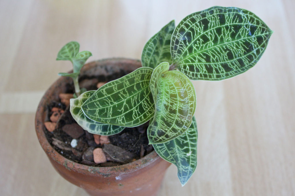 Macodes petola Pflege und Vermehrung